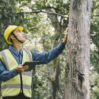 Tree Removal Services in Sydney: A Complete Guide to Professional Tree Care