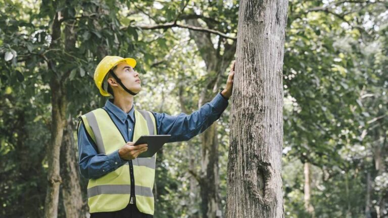 commercial tree removal Sydney