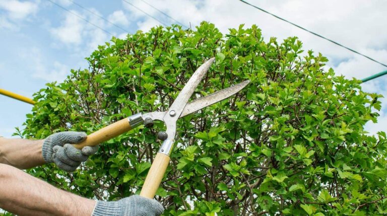 tree pruning pricing